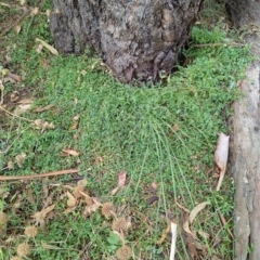 Einadia nutans (Climbing Saltbush) at Hackett, ACT - 13 Mar 2023 by Avery