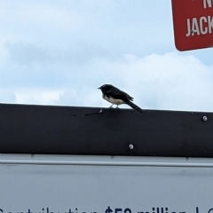 Rhipidura leucophrys (Willie Wagtail) at St Kilda, VIC - 12 Mar 2023 by Darcy