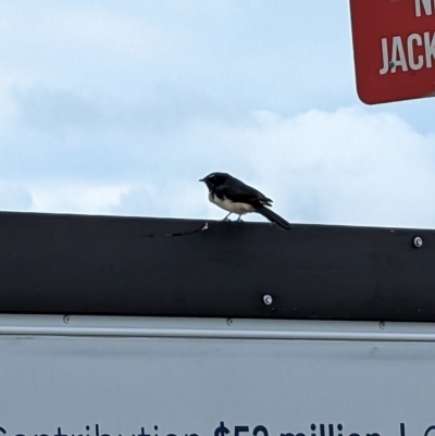 Rhipidura leucophrys (Willie Wagtail) at St Kilda, VIC - 11 Mar 2023 by Darcy