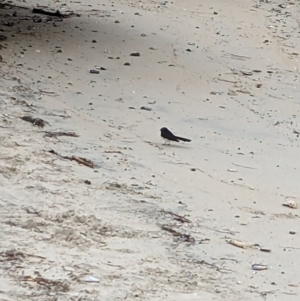 Rhipidura leucophrys at St Kilda, VIC - 12 Mar 2023 10:11 AM
