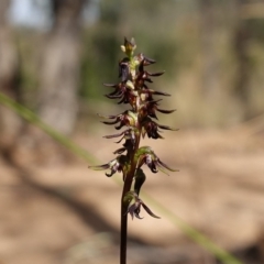 Corunastylis clivicola (Rufous midge orchid) at Block 402 - 11 Mar 2023 by RobG1