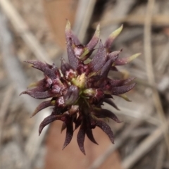 Corunastylis clivicola at Molonglo Valley, ACT - 11 Mar 2023