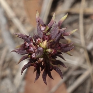 Corunastylis clivicola at Molonglo Valley, ACT - 11 Mar 2023