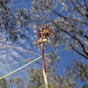 Corunastylis clivicola at Molonglo Valley, ACT - 11 Mar 2023