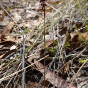 Corunastylis clivicola at Molonglo Valley, ACT - 11 Mar 2023