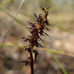 Corunastylis clivicola at Molonglo Valley, ACT - 11 Mar 2023