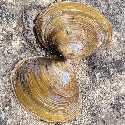 Corbicula australis (Little Basket Shells) at Yass Gorge - 13 Mar 2023 by trevorpreston