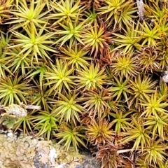 Polytrichaceae sp. (family) (A moss) at Yass, NSW - 13 Mar 2023 by trevorpreston