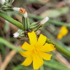 Chondrilla juncea (Skeleton Weed) at Yass, NSW - 13 Mar 2023 by trevorpreston