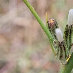 Chondrilla juncea at Yass, NSW - 13 Mar 2023