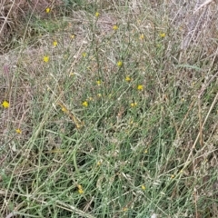 Chondrilla juncea at Yass, NSW - 13 Mar 2023 11:41 AM