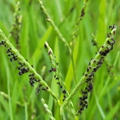 Paspalum distichum (Water Couch) at Yass, NSW - 13 Mar 2023 by trevorpreston