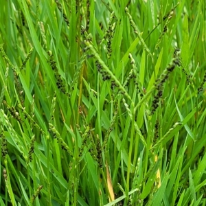 Paspalum distichum at Yass, NSW - 13 Mar 2023