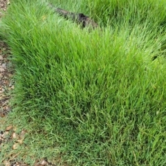 Paspalum distichum at Yass, NSW - 13 Mar 2023