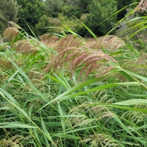 Phragmites australis at Yass, NSW - 13 Mar 2023 11:32 AM