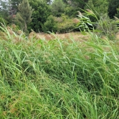 Phragmites australis at Yass, NSW - 13 Mar 2023