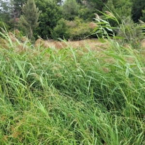 Phragmites australis at Yass, NSW - 13 Mar 2023 11:32 AM