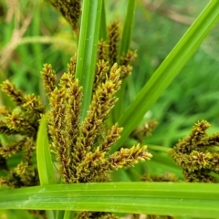 Cyperus exaltatus (Tall Flat-sedge, Giant Sedge) at Yass, NSW - 13 Mar 2023 by trevorpreston