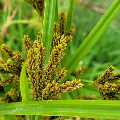 Cyperus exaltatus (Tall Flat-sedge, Giant Sedge) at Yass, NSW - 13 Mar 2023 by trevorpreston