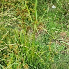 Cyperus exaltatus at Yass, NSW - 13 Mar 2023 11:31 AM