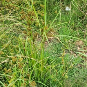 Cyperus exaltatus at Yass, NSW - 13 Mar 2023