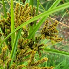 Cyperus exaltatus at Yass, NSW - 13 Mar 2023 11:31 AM