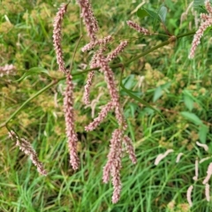 Persicaria lapathifolia (Pale Knotweed) at Yass, NSW - 13 Mar 2023 by trevorpreston