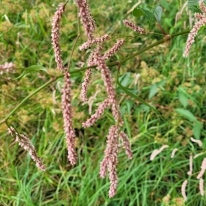 Persicaria lapathifolia at Yass, NSW - 13 Mar 2023