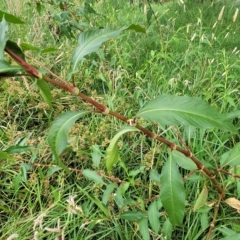 Persicaria lapathifolia at Yass, NSW - 13 Mar 2023