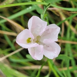 Convolvulus arvensis at Yass, NSW - 13 Mar 2023 11:26 AM