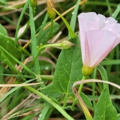 Convolvulus arvensis at Yass, NSW - 13 Mar 2023 11:26 AM