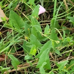 Convolvulus arvensis at Yass, NSW - 13 Mar 2023 11:26 AM