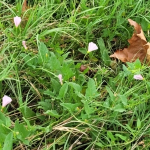 Convolvulus arvensis at Yass, NSW - 13 Mar 2023 11:26 AM