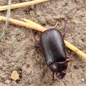 Sericesthis nigrolineata at Yass, NSW - 13 Mar 2023