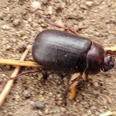 Melolonthinae (subfamily) at Yass, NSW - 13 Mar 2023 11:12 AM