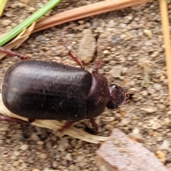 Sericesthis nigrolineata at Yass, NSW - 13 Mar 2023