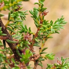 Dillwynia phylicoides at Jerrawa, NSW - 13 Mar 2023