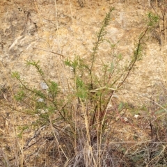 Dillwynia phylicoides at Jerrawa, NSW - 13 Mar 2023