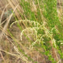 Cassinia sifton (Sifton Bush, Chinese Shrub) at Jerrawa, NSW - 13 Mar 2023 by trevorpreston
