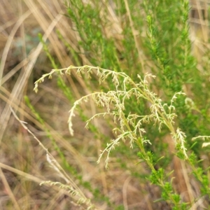 Cassinia sifton at Jerrawa, NSW - 13 Mar 2023 10:09 AM