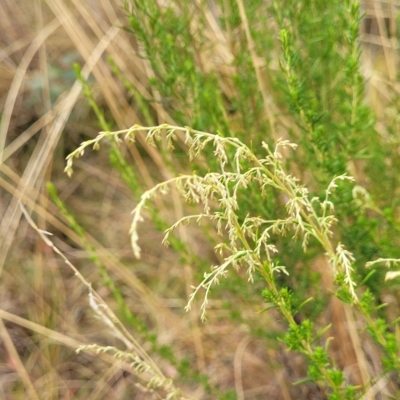 Cassinia sifton (Sifton Bush, Chinese Shrub) at Jerrawa, NSW - 12 Mar 2023 by trevorpreston