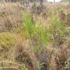 Cassinia sifton at Jerrawa, NSW - 13 Mar 2023 10:09 AM