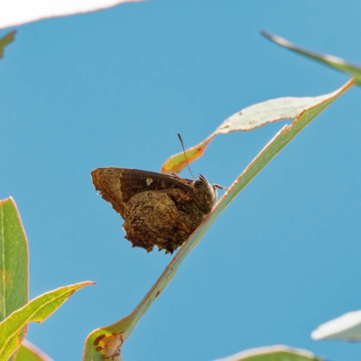 Ogyris abrota (Dark Purple Azure) at Mount Taylor - 11 Mar 2023 by DPRees125