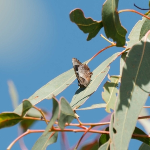 Ogyris abrota at Kambah, ACT - 11 Mar 2023