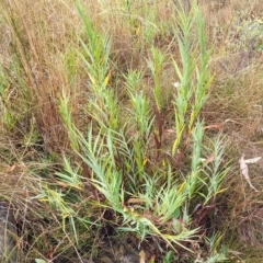 Stypandra glauca at Jerrawa, NSW - 13 Mar 2023 10:09 AM