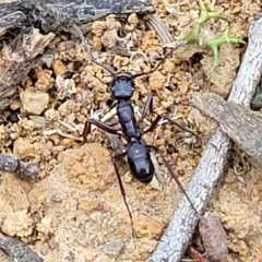 Rhytidoponera aciculata species group at Jerrawa, NSW - 13 Mar 2023 by trevorpreston