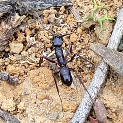 Rhytidoponera aciculata species group at Jerrawa, NSW - 13 Mar 2023 by trevorpreston