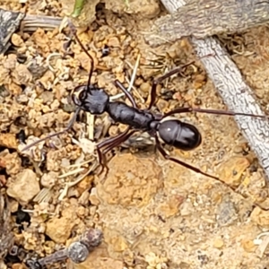 Rhytidoponera aciculata species group at Jerrawa, NSW - 13 Mar 2023 10:06 AM