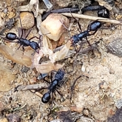 Rhytidoponera aciculata species group at Jerrawa, NSW - 13 Mar 2023