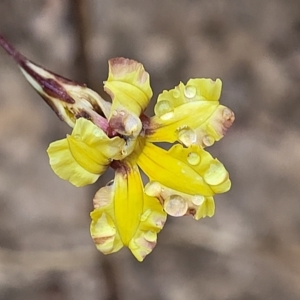 Goodenia hederacea subsp. hederacea at Jerrawa, NSW - 13 Mar 2023